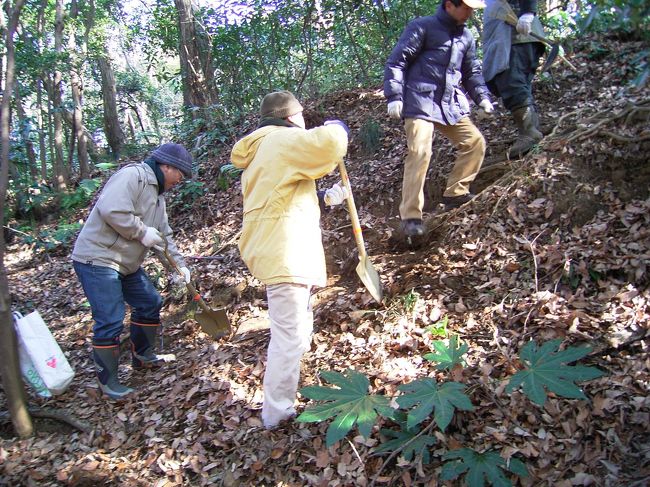 北鎌倉の里山保全の記録。定点観測的に続けてきました。2008年も引き続きレポートしていきます。どうぞよろしくお願いします。<br />さて、厳寒の日々が続いていますが、先月でカナムグラの除去はいったん終了して、春を迎える準備にかかります。スミレなど野草が生育しやすいように、落ち葉を熊手で払い落し、生育の阻害要因になる笹を少しだけ刈っていきます。笹は放置してしまうと密生して繁茂するので、適度に刈る必要があります。<br />里山は人間の手による開発もさることながら、植物同士の勢力争いにもちょっとだけコントロールが必要なようです。<br />山の手入れの作業は10：00〜12：00ですが、準備や現場への移動時間を考えると実質の作業は1時間なので、一度に大幅に作業が進むことはありませんが、息長く続けていきたいと思います。