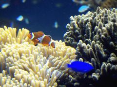 マナティを見に鳥羽水族館へ