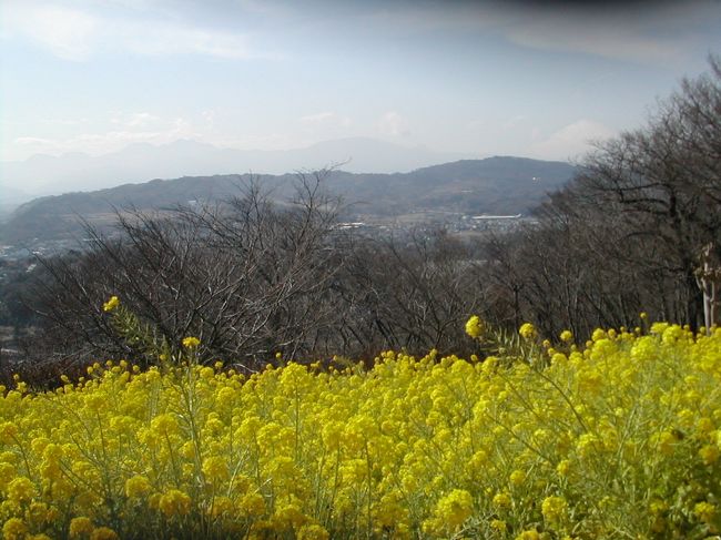 吾妻山の菜の花は、毎年開花情報が早くなります。<br />我が家から1時間でいける現地は、春先の登山にそなえて軽い足慣らし。出動は、正午過ぎ。電車内で昼食を済まし、駅につくと面白い光景がみられました。地元生産の青竹のぼり。<br />歩いて15分の吾妻山は、うわさ通り満開の菜の花。<br />曇り空で海があまりぱっとしないけど、潮の香りが心地よい。<br />周辺歩くと、以外なところに歴史的意味合いの強い神社がありました。<br />川匂神社といい、明日の成人式の準備で会場設置がされていました。<br />？？こんなところでそんなものするか？他のイベントでは。<br />絵馬がたくさんつるされていました。受験祈願が目立ちます。<br />帰りがけ、駅前で”ガラスのウサギ”という作品に因んだ少女像がありました。そこから国道の方に歩いて2分のところに”みせ吉”というたいそうナイーブなお菓子屋さんがあり、ガラスのウサギ最中を売っていました。たいそう話題性の高い土産になると思い、いくつか買いました。1つ110円という手ごろさ。<br />本当に手ごろな足慣らし。<br />最中を買っただけでほとんど財布は、開けませんでした。<br />でも菜の花の開花は、本当に満たされます。<br />今月いっぱい楽しめますので、大勢の人たちに行って頂きたいです。