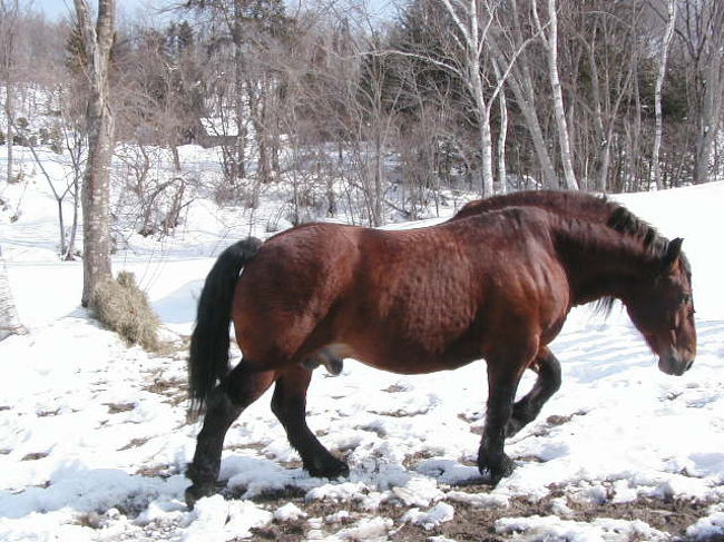 知り合いの、北海道遺産に登録されている<br />ばんば（ばんえい競馬）を所有してる人の<br />山です。<br />市内の藤野にあります。