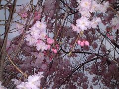 岡崎＆洛中の桜