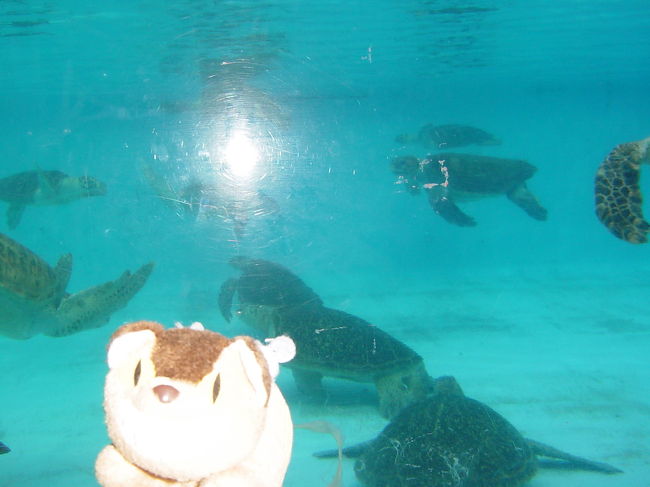 名護バスターミナルに戻り、バスで美ら海水族館へ向かう。<br /><br />美ら海水族館で過ごす午後。<br />ウミガメプールでウミガメがしゃべる（！？）のを目撃。<br />イルカのフジと出会い、大水槽のじんべえざめに癒される。