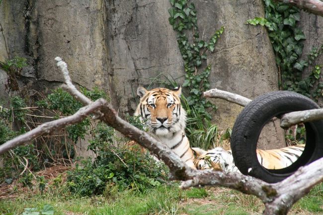 サンディエゴ動物園をアップしたドサクサに紛れ、今まで迷って温めていたサンフランシスコ動物園を…。やっぱり動物園が好きみたいです。<br /><br />一年中薄ら寒いような薄ら暖かいような気候のサンフランシスコは、大半の動物にとってはベストな住処じゃないけど公平に悪くもないんじゃないかと思いましたがどうでしょう？<br />サンディエゴに比べると小さいけれど、昔ながらの造りでもうちょっと近くに見えてなかなか楽しい動物園です。<br /><br />今月虎が檻を飛び出し死傷事故が起きました。一部では酔った少年たちが挑発して興奮させたと報じられていますが、人間を傷つけてしまった動物の行く末も心配…。写真を見返すと子トラを見守るお母さんがありました。<br /><br />San Francisco Zoo<br />http://www.sfzoo.org/openrosters/view_homepage.asp?orgkey=1859