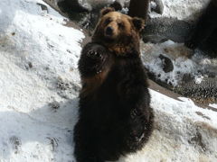 北海道旅行２日目≪登別クマ牧場・地獄谷≫