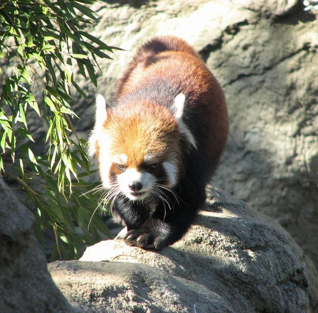 日曜日は久しぶりの動物園へ。<br />ズーラシアは２度目でしたが、<br />GWに出かけた前回と違って今回は、<br />人もまばらでどこかノホホンとした冬の休日。<br />広い園内をのんびり歩いてまいりました。<br /><br />ところでこのズーラシア。<br />広い園内は「アジアの熱帯林」「亜寒帯の森」「オセアニアの草原」<br />「中央アジアの高地」「日本の山里」「アマゾンの密林」「アフリカの熱帯雨林」とテーマに沿って、動物はもちろん植物や展示品も凝っていて、<br />立派なテーマパークとなっております。<br />これで入場料大人６００円・高校生３００円・小中学生２００円<br />(小学生未満は無料)は安いなあ。と毎回思います。<br />http://www.zoorasia.org/<br /><br />