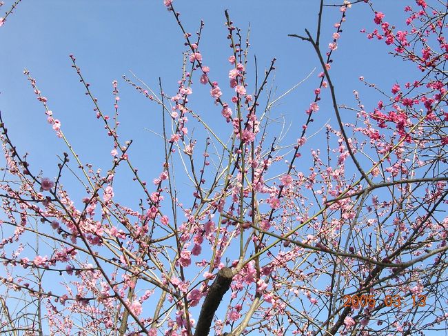 梅の花が見頃の時季になり、相方と岐阜市内にある梅林公園へ行ってきました。<br /><br />園内の梅の木は、なんと1,300本！<br />50種類もの梅の木を観ることができます。