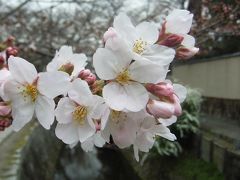 京都桜景色2007　○哲学の小径○法然院○銀閣寺○