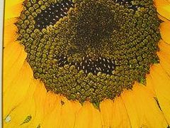 オーロブレッド