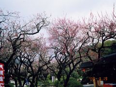 梅を見に太宰府天満宮へ