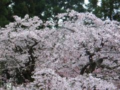 京都桜景色2007　○醍醐寺○