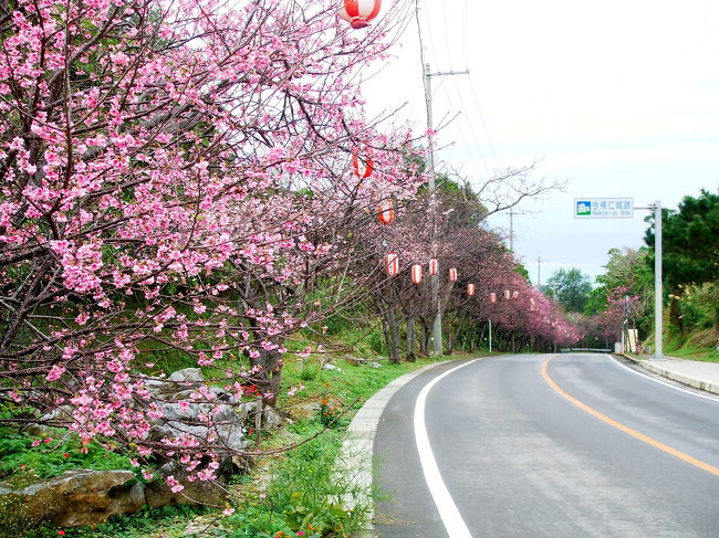 日本一早い桜まつりは沖縄の【寒緋桜】からスタートです。2008年の桜まつりは1月19日〜2月10日。<br /><br />昨年も訪れたのですが、見頃より早過ぎたため今年リベンジ！とはいうものの、旅の計画と自然のマッチはなかなか難しく、今回は8分咲きぐらい？まずまずの満足度です(^^)。<br /><br />同時期に「美ら海花まつり」「首里城花まつり」も見ることができました。