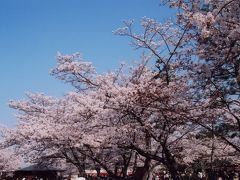 京都嵐山の桜
