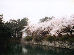 小田原・・お城に桜が良く似合う！