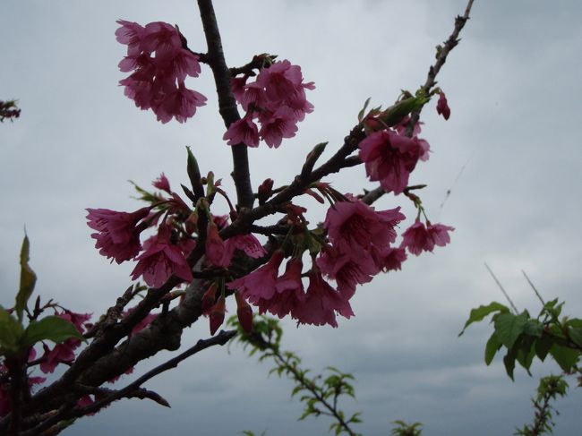 何度も訪れている沖縄ですが、冬に行くのは初めてです。<br />天気は曇りで雨がぱらついて気温は低めだったのですが<br />出発前日東京は雪だったので、充分暖かく感じられました。<br /><br />今回の目的は桜を見る事と、ホエールウォッチング。<br /><br />まず、桜見物に八重岳へ。<br />ソメイヨシノとも違う、かわいらしい濃いピンクの花に出逢えました。<br /> 8分咲きくらいでしょうか、ピンクのトンネルをくぐってのドライブはなんとも爽快な気分です。<br />ちょうど桜祭りが開催されており、いろいろな出店がでていました。<br />メニューもたこ焼きや焼きそばの他に沖縄そばがあったりと、<br />郷土色豊かで、覗くだけでも楽しくなります。<br /><br />午後は、予約していたホエールウォッチングへ。<br />ホテルが名護だったこともあり、恩納村のホエールウォッチング協会でお世話になりました。<br /><br />クジラを見るポイントは伊江島の周辺とのこと。<br />約１時間程船を走らせ、待っていると・・・<br />船の近くからブシュー！っと潮を噴き、クジラが現れました！<br />サイズは小さめ、子供のクジラだったようで<br />何度も船の下をくぐったりしては水面に顔をだしてくれます。<br />まるで遊んで！と言っているかのよう。<br />その後も２〜３頭が次々と現れ、大興奮の楽しいひと時を過ごしました。<br /><br />・・・と言いたい所ですが<br />ずっと船酔いが激しく、船を降りるまでグロッキー状態だった私・・・。<br />こんなに近く来るのは珍しい！という<br />いとしのクジラちゃんを眺める余裕もありませんでした。<br />元気な連れがうらやましかったです（泣）