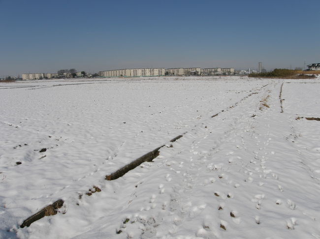 今年に入って埼玉県の平野部は降雪予報が２〜３回出たが<br />そのたびに低気圧や前線が八丈島沖を通過して降雪には至らなかったが２月２日〜３日にかけては本格的な雪になり<br />自宅周辺でも雪景色が見られた。<br /><br />そこで、自宅周辺と少し歩くと富士山が見られる景色が撮れるかもしれないと・・・<br />いそいそと犬を連れて出かけましたが<br />時間が遅かったようで富士山は霞が掛かって見られませんでしたが雪景色は撮ることができました。<br /><br />