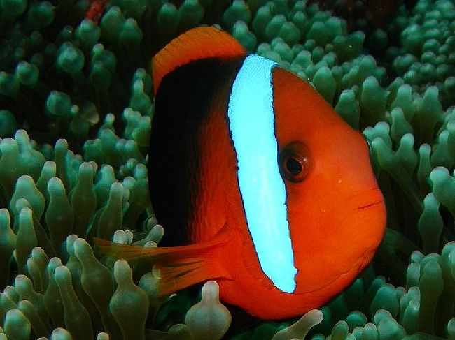 オーストラリア ３ Great Barrier Reef Coral Sea Cruise グレートバリアリーフ周辺 オーストラリア の旅行記 ブログ By Kyankyanさん フォートラベル