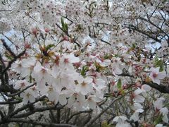 滋賀へお花見に　①長浜の豊公園