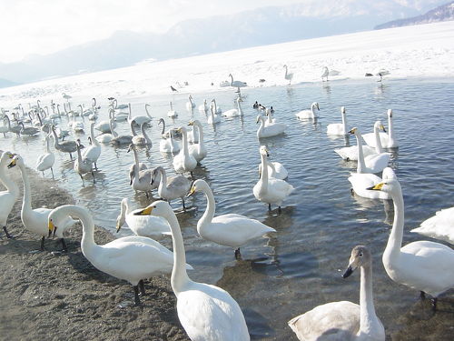 ⭐︎ご確認用⭐︎ 満月と白鳥と湖のトレイ ⭐︎ご確認用⭐︎ 満月と白鳥と湖のトレイ ⭐︎ご確認用⭐︎ 満月と