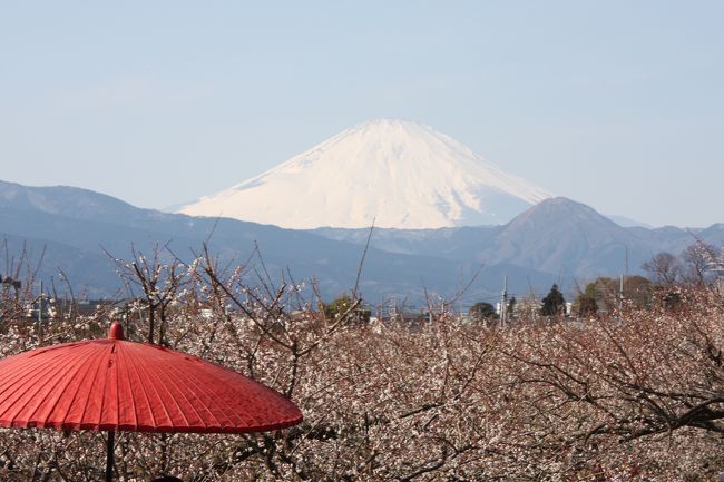 久々に気温も上がり穏やかな晴天の下、小田原・曽我梅林の梅祭りに出掛けました。<br />富士山をバックに梅の花を楽しめると期待したのですが、残念ながら梅はまだ１、２分咲きでした。<br />梅の花は期待はずれでしたが、この日に行われた流鏑馬を楽しんできました。<br /><br />（ご参考）<br />・梅祭りの開催期間：２月２日〜２９日<br />・交通手段：ＪＲ御殿場線下曽我駅（東海道線国府津乗換えで１駅）<br />　国府津、松田（小田急線新松田）、小田原から臨時バスも運行されています。