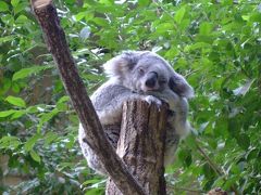 東山動物園の動物たち