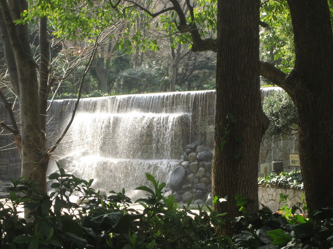 はじめは代々木公園の明治神宮に行こうかと思ったんですよ。<br /><br />でも、観劇が本日のメインイベントですし、開演は午後２時。<br />できれば、会場のある初台の新国立劇場から徒歩圏内の方が、もっと気軽にふらっと撮影散策ができます。<br />そういうところがないか、地図をにらめっこして検索を続けたら───ありました！<br />それが、新宿中央公園と熊野神社です。<br /><br />どうせ行くなら、と情報を収集しました。<br />新宿中央公園は、昔は熊野神社の境内だったそうです。<br />地図を見ると、いまはひっそりと隅に追いやられてしまったかわいそうな熊野神社。<br />でも、西新宿から歌舞伎町を含む新宿の総鎮守で、例大祭はなかなか盛大そうです。<br />周辺は、その昔、江戸時代は、浮世絵にも描かれた名だたる景勝地で、池あり滝あり、茶屋がたくさん並んでいた遊興の地だったそうですが、今は跡形もないようです。<br />でも、中央公園は、都庁の隣という都心にあるにしては、なかなか広く、熊野神社と合わせて史跡・文化財がたくさんありそうです。<br /><br />実際に行ってみての感想は、観劇前の散策にはちょうどよいというところ。<br />どこから見ても高層ビルに見下ろされますが、木々の合間から眺める都庁をはじめとする高層ビル群はなかなか新鮮です。やっぱり私はおのぼりさん@<br /><br />この季節なので、残念ながら潤いが少なかったのですが、なかなか緑が多かったのは確かです。<br />園内には、花や木の名前が書かれた札が、ささやかな花壇や樹木のあちこちにありました。<br />花が咲けば、あるいは紅葉の時期になれば、可憐に、あるいは艶やかに公園を飾ることになるでしょう。<br />桜並木も見事なようです。<br />その頃には公園の印象も一変しているかもしれません。<br /><br />それは熊野神社も同じでした。<br />境内の梅はまだやっとつぼみでした。<br />しだれ桜もありました。<br />どんな都心でも神社は静かな空間を確保していてくれますが、本殿の屋根の上から高層ビルが隠れないのはなんといえない組み合わせでした。面白いといえば面白かったです。<br /><br />花だけではなく、残念なことがもう１つ。<br />水の広場から見る都庁高層ビル群の夜景は、なかなか絶景らしいです。<br />でも観劇は、４時前に終わってしまいました。あたりはまだまだ明るくて、夜景が見られる時間まで待てませんでした。<br />とはいえ、本日は祝日なので、ねばってもオフィスビルの明かりはあまり点かず、平日の夜に比べて夜景は映えなかったろうと思います。<br />さてこれは、イソップ童話の、すっぱいブドウを前にしたキツネのいいわけでしょうか。<br />でも、新国立劇場から新宿中央公園の道筋は覚えたので、平日の夜景を撮りに行く機会はありそうです。<br />花の季節に再訪する機会も、きっと。<br /><br />★主な参照URL<br /><br />新宿区立中央公園公式サイト<br />http://www.city.shinjuku.tokyo.jp/division/380800doboku/files/p08/p08_01.htm<br /><br />HP「西武沿線　東京　また旅」より「新宿中央公園」 <br />http://parkandcats.hp.infoseek.co.jp/sinzyukutyuoukouen.html<br /><br />熊野神社公式サイト<br />http://homepage3.nifty.com/12so-kumanojinja/<br /><br />HP「歴史の足跡」より「熊野神社　角筈十二社権現　幻の滝と池」<br />http://kkubota.cool.ne.jp/juunisou.htm