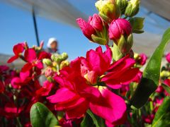 春を求めてバスは南総を行く 花　海　編