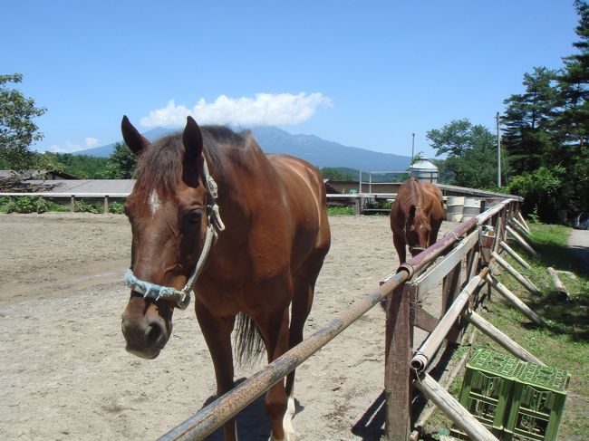 乗馬