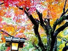 ぎりぎりの紅葉狩りへ「鎌倉」日帰り旅行。/Kamakura in Japan/