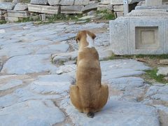 トルコの遺跡にいる可愛い　猫と犬　