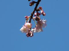 寒桜を探しに上野公園へ