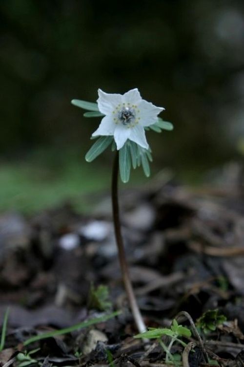 山野草 節分草（セツブンソウ）「緑花系八重咲」 希少種