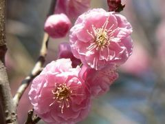 御厨神社の梅林