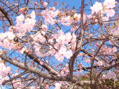 河津桜（かわづざくら）　静岡県賀茂郡河津町