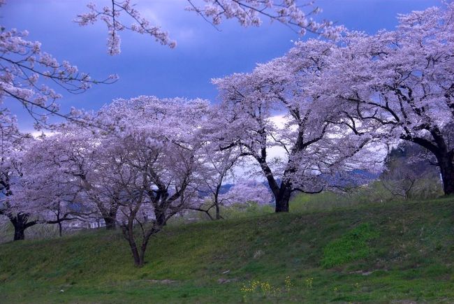 仙台の南の白石川堤の桜です。<br /><br />白石川とセットで訪問したのが、船岡城址（フナオカジョウシ）公園です。JR船岡駅から徒歩約15分ぐらいですが、ここから見下ろす白石川堤の桜は綺麗です。
