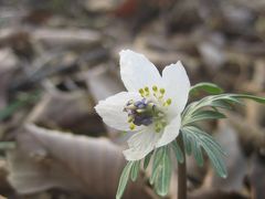 梅と福寿草まつりの森林公園（3）野草コースまで足をのばして