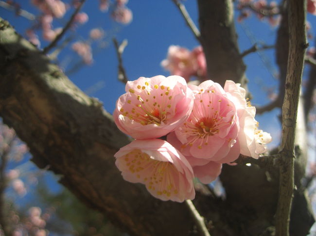 樹木の花でまとめてみました、この旅行記。<br />まずは、シナマンサク。<br />森林公園の花木園、南口側に近い雅の広場から入ってすぐのところに１本だけあります。<br />それから、まだほんのちょっとしか咲いていなかった梅の花。<br /><br />しかし、梅はほんのちょっとといっても、600本もあるうちの２〜３分くらいです。<br />600本もあったからこそ、咲いているのがほんのちょっとという印象を強くなってしまったのです。<br />梅の木は、たくさんの花をつけている木が１本でもあれば、写真はたくさん稼げます。<br />枝や花のつき具合からいろんなアングルの写真にチャレンジできるので。<br /><br />咲いている木は、ふれあい広場に近い丘の上の方に多かったです。日当たりがよいところです。<br />さすがに満開とまではしかなかったですが、被写体としては十分でした。<br />足下に福寿草が咲いているところはまだまだでしたが、紅梅はちらほら顔を見せていました。<br /><br />でもやっぱり、これだけの規模の梅林なら、満開の世界を見てみたいものです。<br />３月第一日曜日なら予定があくので、天候さえ良ければ、ぜひリベンジしたいと思っています。