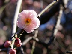 春間近？の土曜日　池上梅林