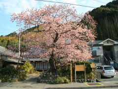 河津桜まつり