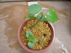 ネパール道中記?　お・ま・け