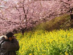 あしがら松田町の「早咲き河津桜たより」! 2023年ポスター追加。桜と富士山のコラボをたっぷり堪能あれ！