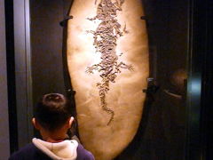 ３．アンコールナスカ展 国立科学博物館 地球館Ｂ２Ｆ 上野グリーンサロンの昼食