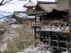  京の桜。