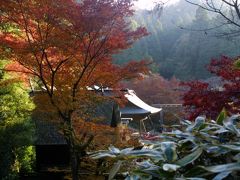 京のもみじ。