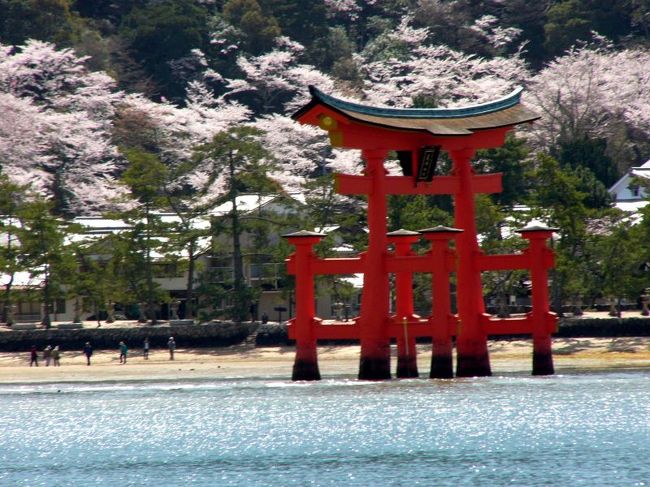 写真の友達と３人でドライブ撮影旅行に宮島・岩国に<br />大阪淀屋橋で待ち合わせ、午前７時出発<br />まず、宮島に桜が何処も満開でいい時期に来たと思います。