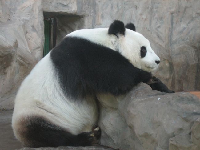 上海野生動物園の為に上海へ。<br />だけど美味しいものはしっかり食べてきました。
