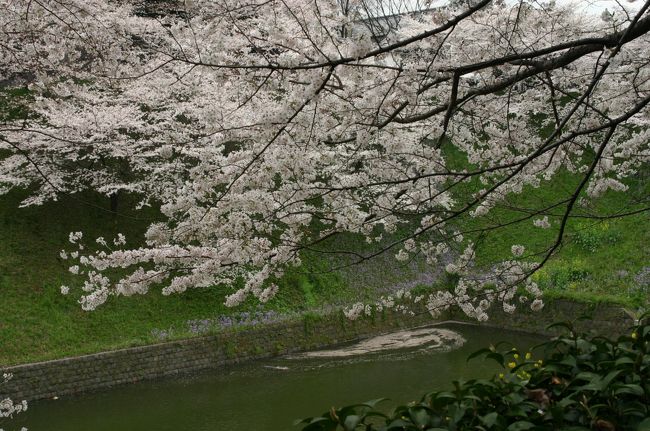 今週末から、３月に入ります。<br />まだ寒さも続いていますが、昨年撮影した「桜」を鑑賞しながら気持は、暖かくなりましょう！<br /><br />場所：北の丸公園（千代田区　地下鉄東西線：九段下下車）