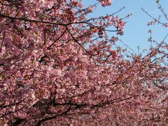春が来るぞ～！！河津桜でお花見じゃ