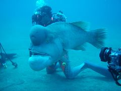 佐渡の海はどんなところ？