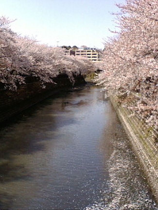 毎年３月下旬から翌４月上旬にわたり、横浜市内中心部を流れる大岡川の中流域から下流域にかけて桜花のトンネルが数キロにわたり繰り広げられます。<br /><br />此の桜樹帯は横浜市が明治期の市制施行以前より存在したものが関東大震災で丸焼けとなり、震<br />災後の護岸改修と共に、昭和３年に改められて植樹されました。然し、太平洋戦争中に横浜市民の燃料不足が原因から全ての木が伐採されてしまいました。<br />戦後、大岡川流域は殺伐とした殺風景な光景が続く状態でしたが、昭和47年になり再度植樹されたものが現在に至ってます。