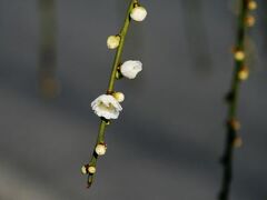 2008早春、農業センターの枝垂れ梅開花(1/3)：街路樹の枝垂れ梅、クロッカス、日本水仙